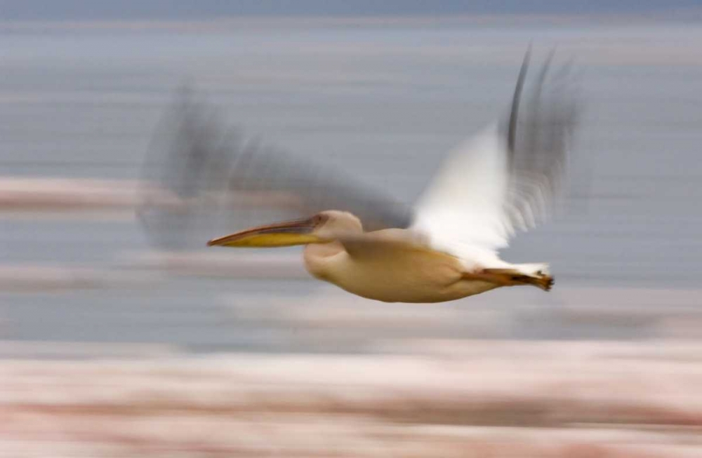 Kenya, Lake Nakuru NP Motion blur of pelicans